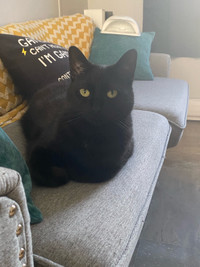 3.5 Year old female fixed cat for rehoming