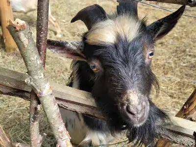 Nigerian Dwarfs Yearling - male Goat, View more