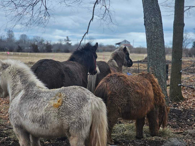 Mini female mule in Equestrian & Livestock Accessories in Belleville - Image 2