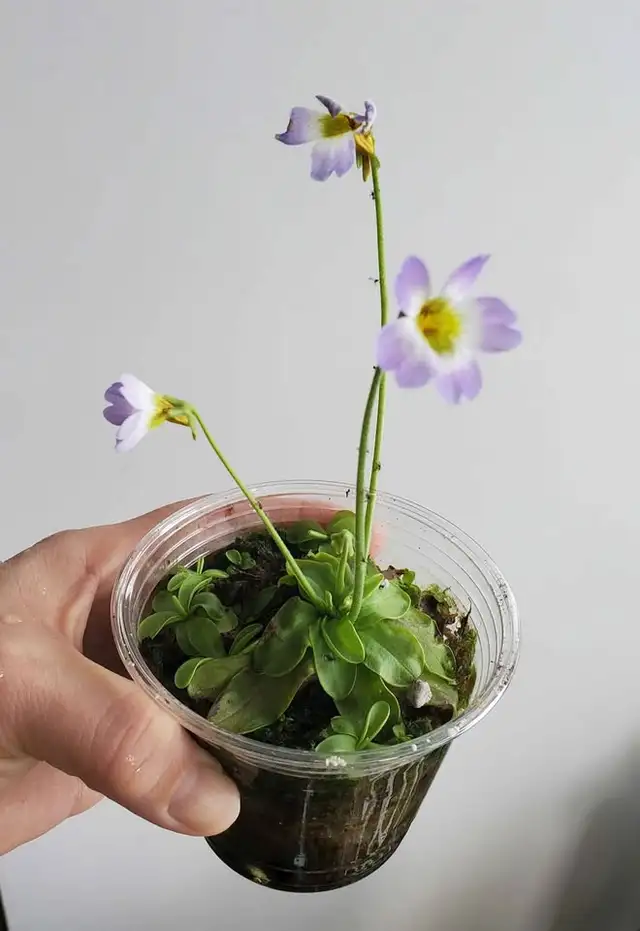 Mature Pinguicula Primuliflora butterwort carnivorous plant in Plants, Fertilizer & Soil in City of Toronto - Image 3