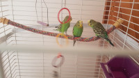 2 young budgies - 15/each