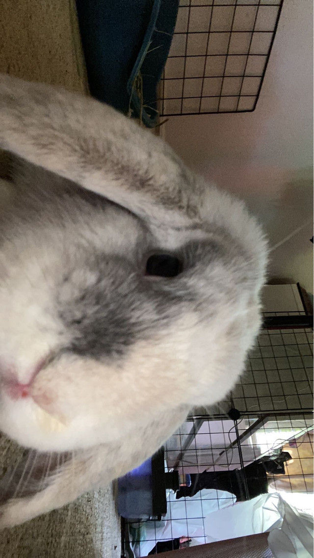 Male Holland Lop Bunny seeking forever home  in Small Animals for Rehoming in Peterborough - Image 2