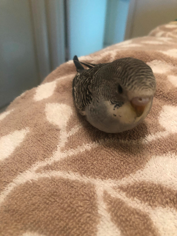 Baby Budgie in Birds for Rehoming in City of Toronto