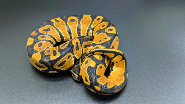 Python royal dans Reptiles et amphibiens à adopter  à Longueuil/Rive Sud - Image 4