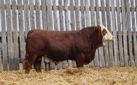 FLECKVIEH FULLBLOOD SIMMENTAL BULL