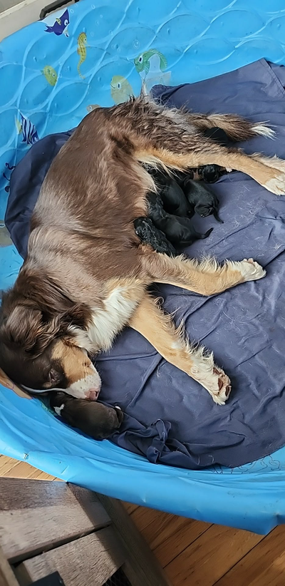 chiots aussidoodle, View more