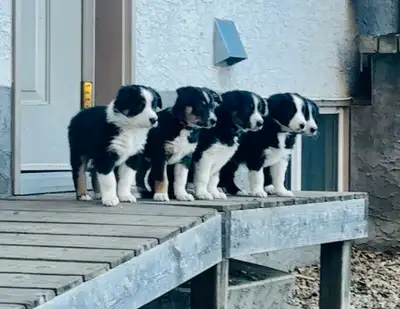Border Collie Beauties, View more