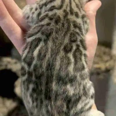 Snow Mink Bengal Kitten, View more