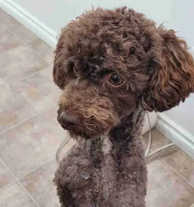 Toy Poodle Male(not neutered), View more