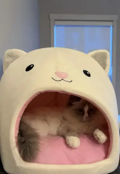 Ragdoll kitten, View more