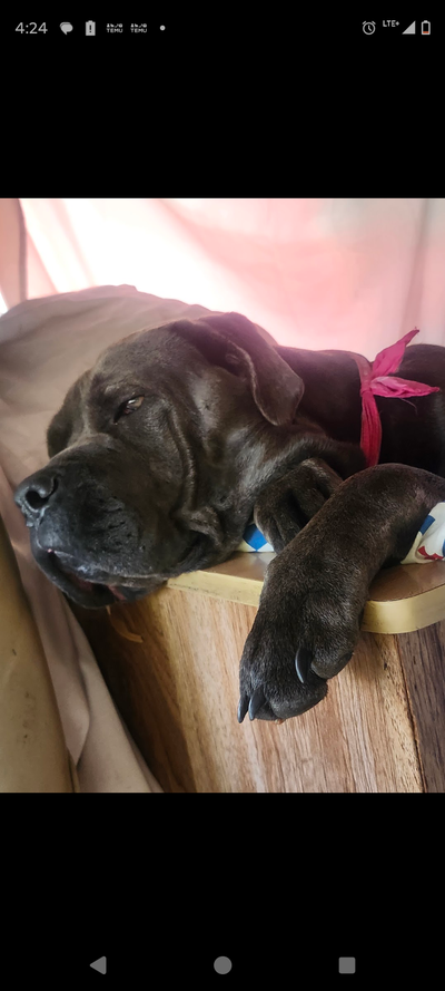 Cane Corso - Doberman pups, View more
