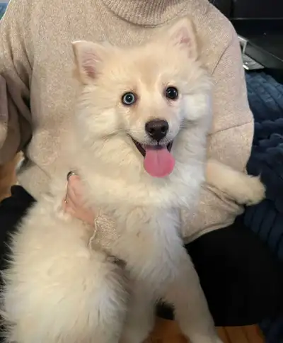 Pomsky (Mini Husky) puppy, View more
