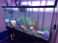 aquarium 40 gallons - FULL EQUIPPED