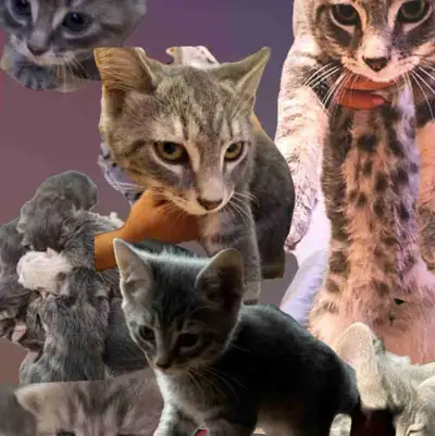 siberian x , kitten. long triple layer coat not fluffy expected to be 18-20+ lbs litter trained indo...
