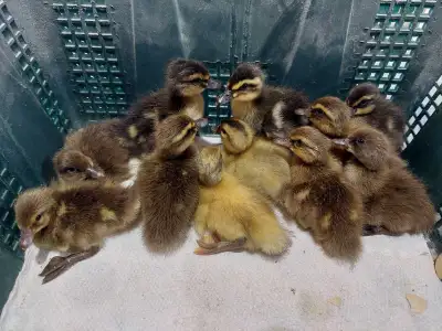 Ducklings, View more