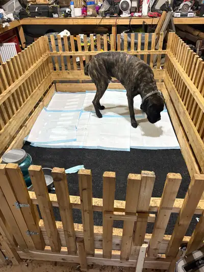 cane corso puppies , View more