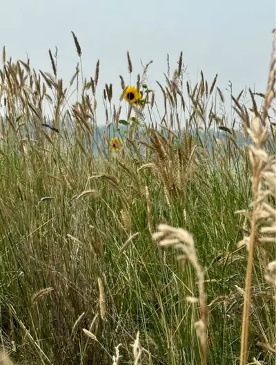 We’re a caring, down-to-earth family hoping to find a peaceful rural home to rent or buy (rent-to-ow...