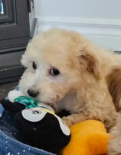 Crate Trained Female Bichonpoo Puppy – Teddy Bear Faces, View more