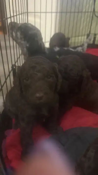 Caniches Royal, View more