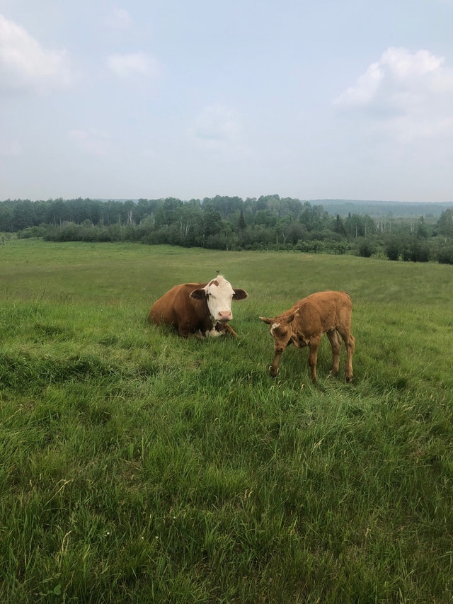 Cow calf pairs Livestock Muskoka Kijiji