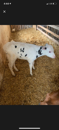 Holstein ready for breeding or  for meet  