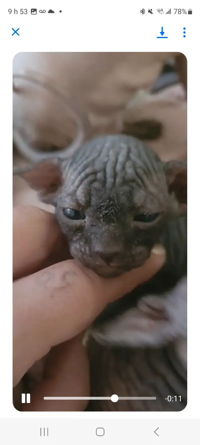 Chaton sphinx  de 3 mois pret a partir in Cats & Kittens for Rehoming in Sherbrooke - Image 7