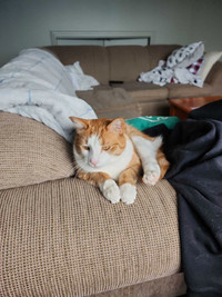 3 year old orange cat named Felix.