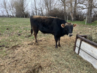 Jersey Bull 1 year old