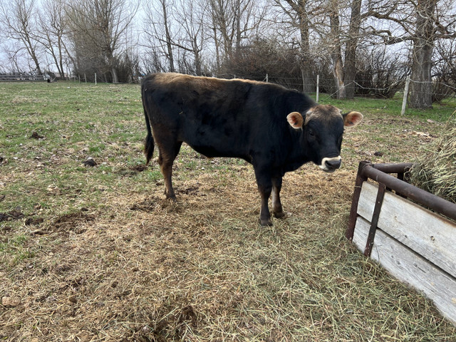 Jersey Bull 1 year old in Other in Lethbridge