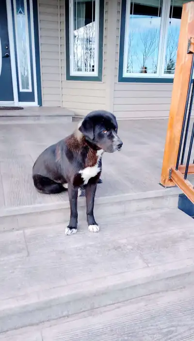 Free 1.1/2 year old male dog, View more