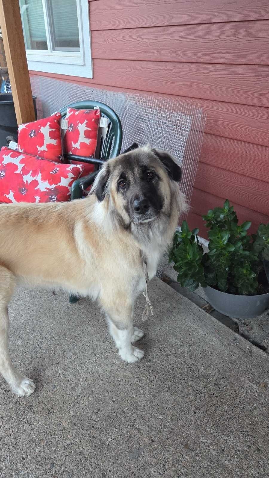 Dog for Rehoming | Dogs & Puppies for Rehoming | Penticton | Free local ...