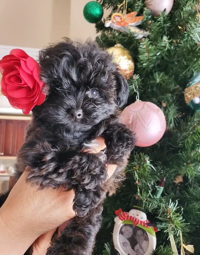 Yorkie poo- SOLD!!! in Dogs & Puppies for Rehoming in Oakville / Halton Region - Image 10