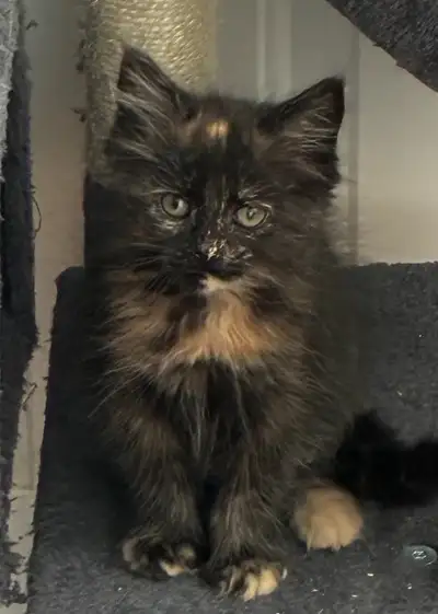 Purebred Maine Coon Kittens - Vaccinated, View more