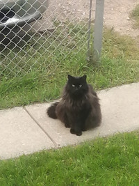 Looking for my Lost Cat **Northeast side**