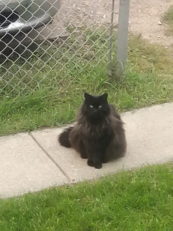 Looking for my Lost Cat **Northeast side** in Lost & Found in Edmonton