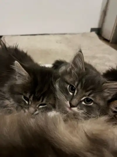 kittens rehome , View more