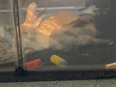 URGENT! Two bunnies with all of their supplies, View more