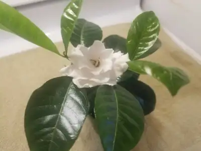 GARDENIA PLANT Looking For A New Home For A Gorgeous Gardenia Plant With Beautiful White Fragrant Fl...
