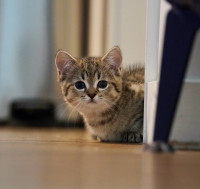 Munchkin british shorthair  kittens ***Price Reduced 