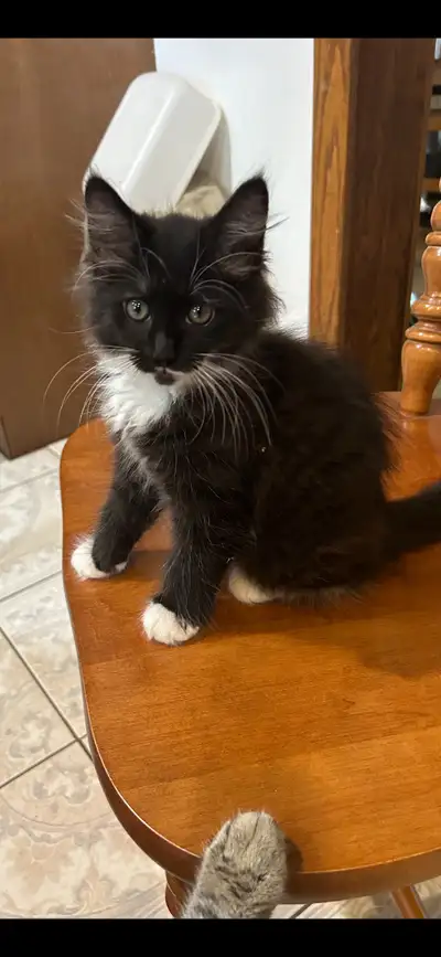 Kittens for rehoming, View more
