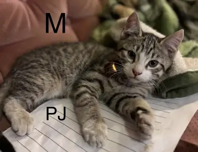 kitten to give away, View more