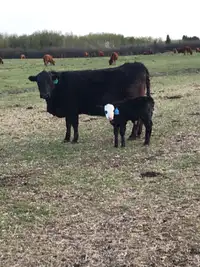 Cow/calf Pairs 