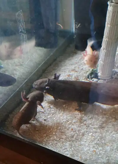 Male wild type Axolotl for sale black in color.