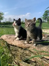Sweet Kittens for Sale