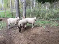 St.Croix Sheep