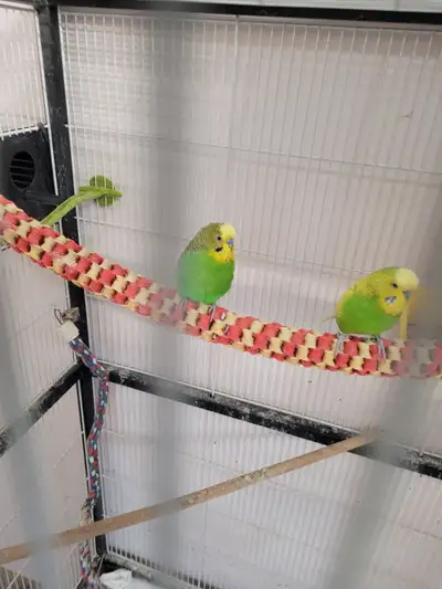 male budgies, View more