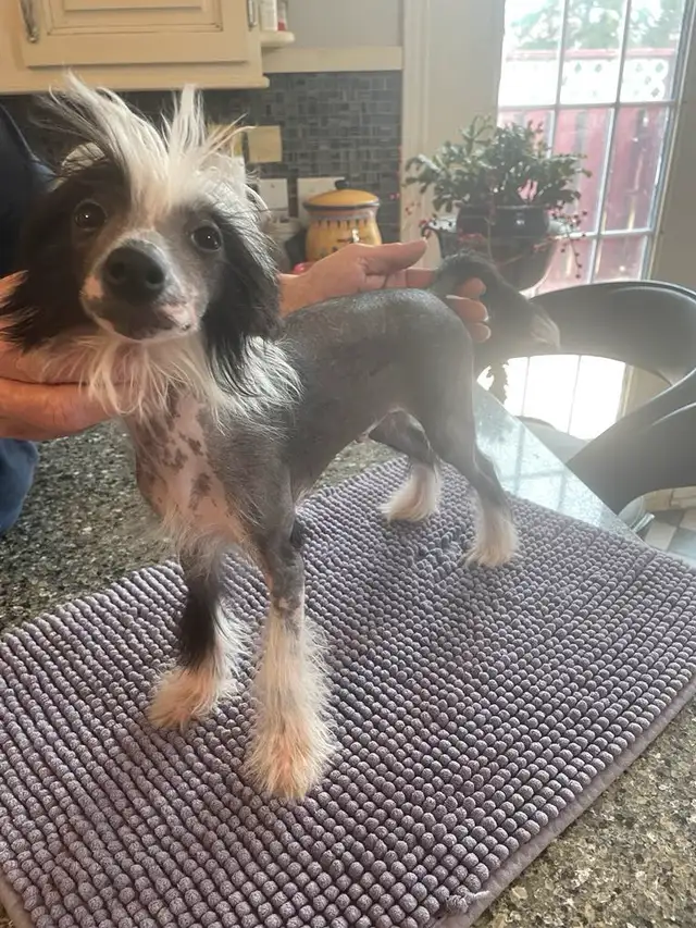 Chinese Crested in Dogs & Puppies for Rehoming in Cambridge - Image 7