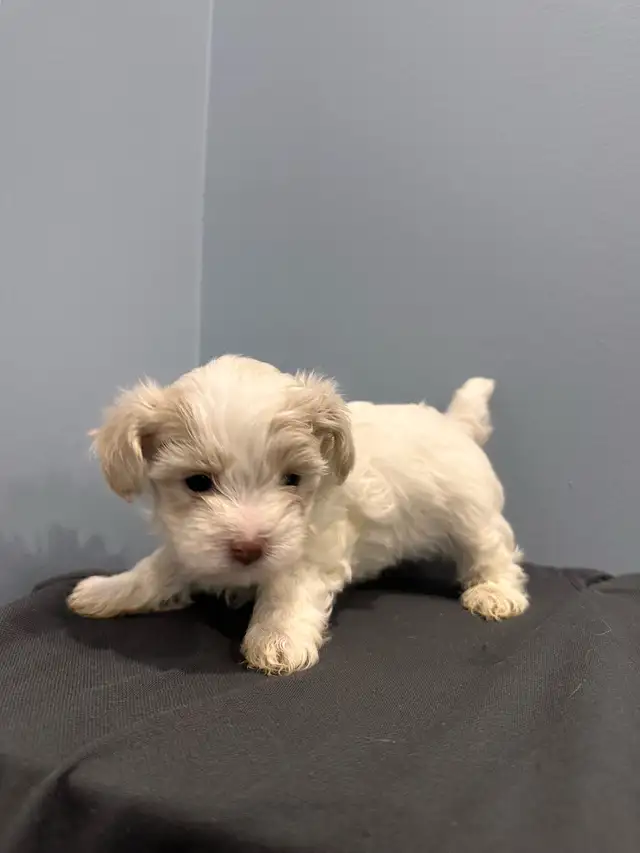 yorkie mix puppies for sale!! in Dogs & Puppies for Rehoming in Oshawa / Durham Region - Image 2