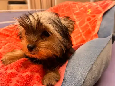 Yorkie Yorkies puppy puppies, View more