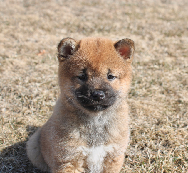 Shiba Inu puppies one left!! in Dogs & Puppies for Rehoming in Winnipeg